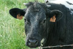 IMG_13600_DxO 