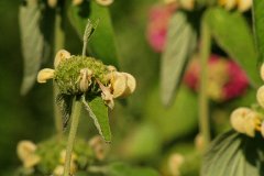 IMG_13616_DxO 