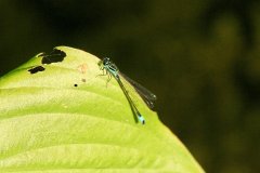 IMG_13630_DxO 