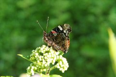 IMG_13675_DxO 
