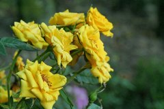 IMG_13690_DxO 